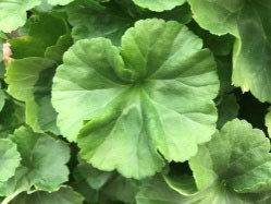 Healthy geranium leaves