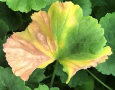 Drought stress geranium leaves