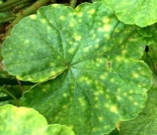 Rust geranium leaves
