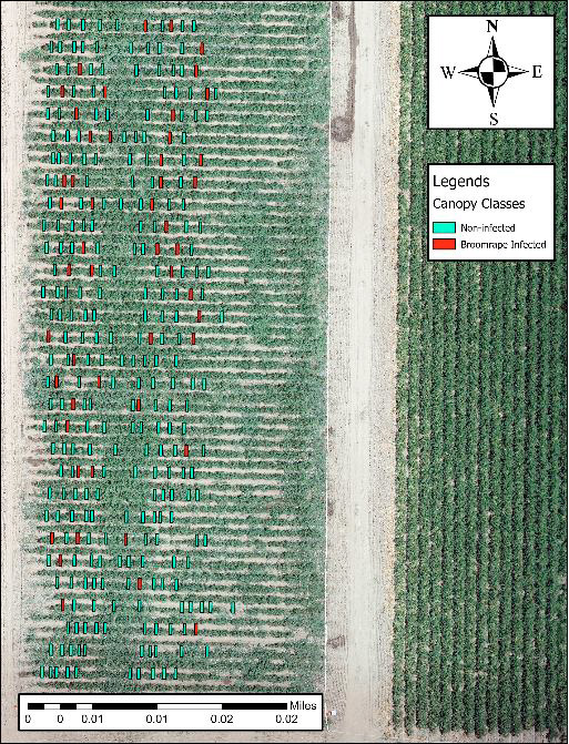 Top view of target tomato farm with infected and non-infected plants