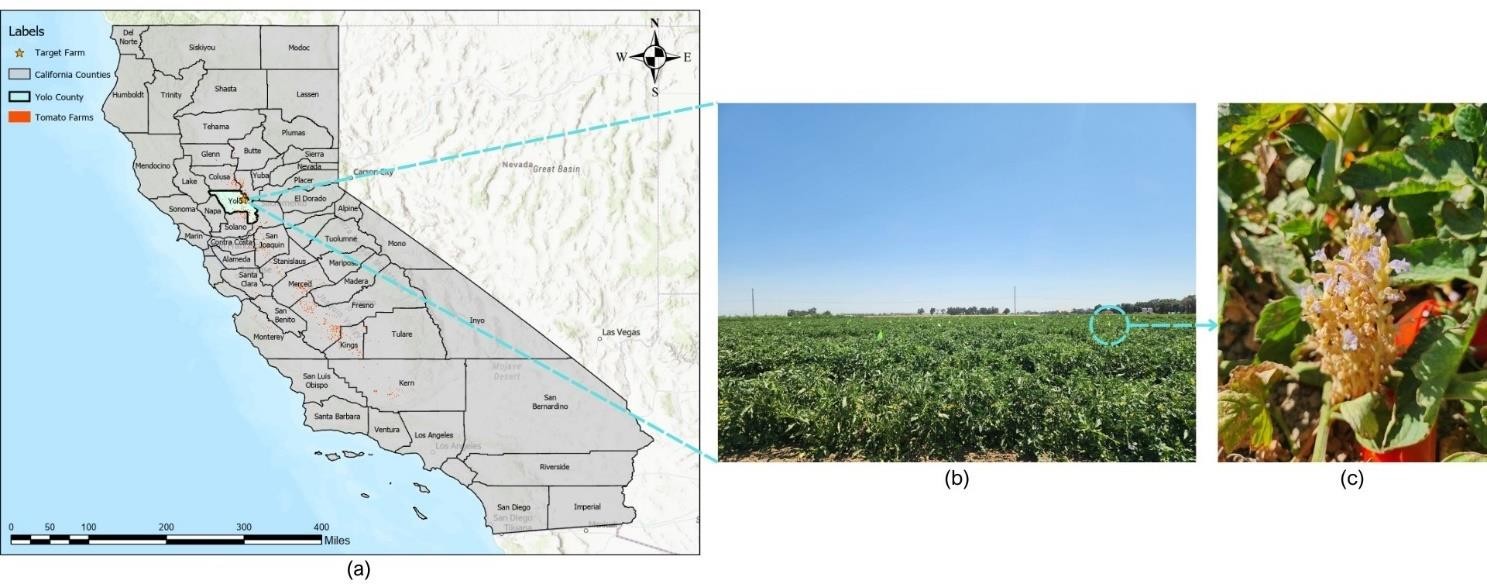 Study area: California tomato counties, target farm in Woodland, and broomrape-infected tomato plant