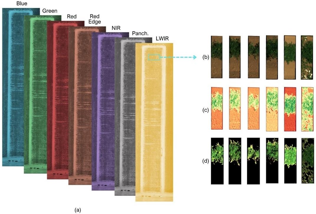Multispectral processing: seven bands, cropped plants, SAVI, and canopy mask