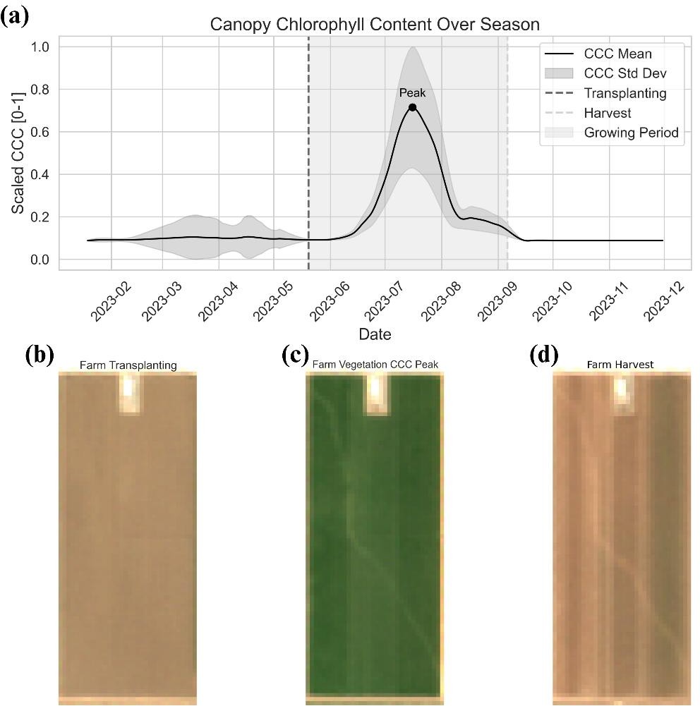 Seasonal Canopy Chlorophyll Content trend and satellite imagery at transplanting, peak vegetation, and harvest